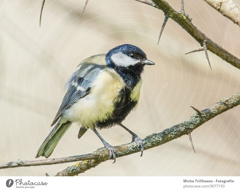 Great tits stock photo. Image of environment, tits, wildlife