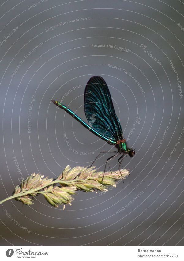 Calopteryx virgo Plant Brook Animal Dragonfly 1 Sit Banks of a brook Wing Blue Sideways Insect Demoiselles Nature Exterior shot Colour photo Close-up