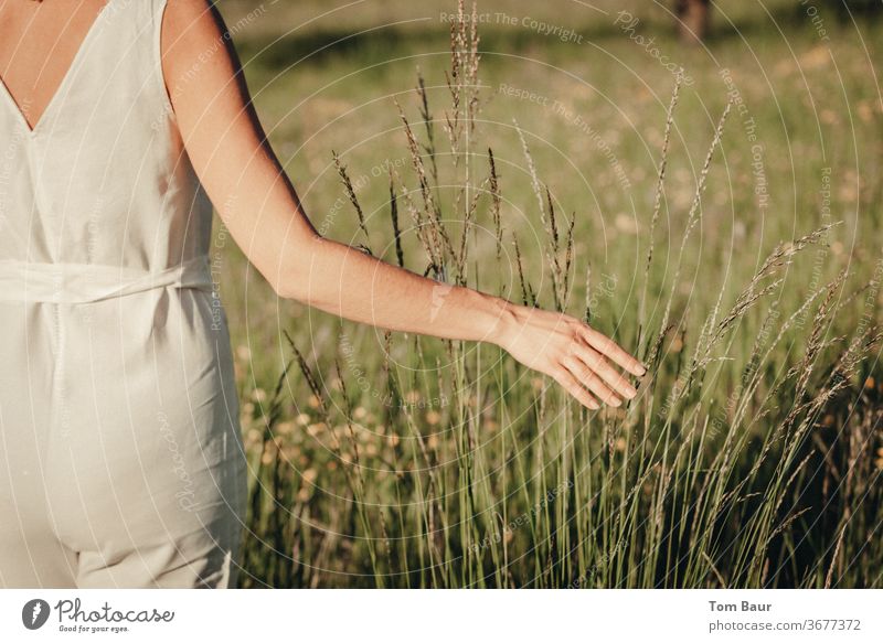 Hand of a woman glides over long grass by hand Woman woman on meadow Grass Meadow green Summer Shadow Walking Touch Hand touching grass Nature Freedom White