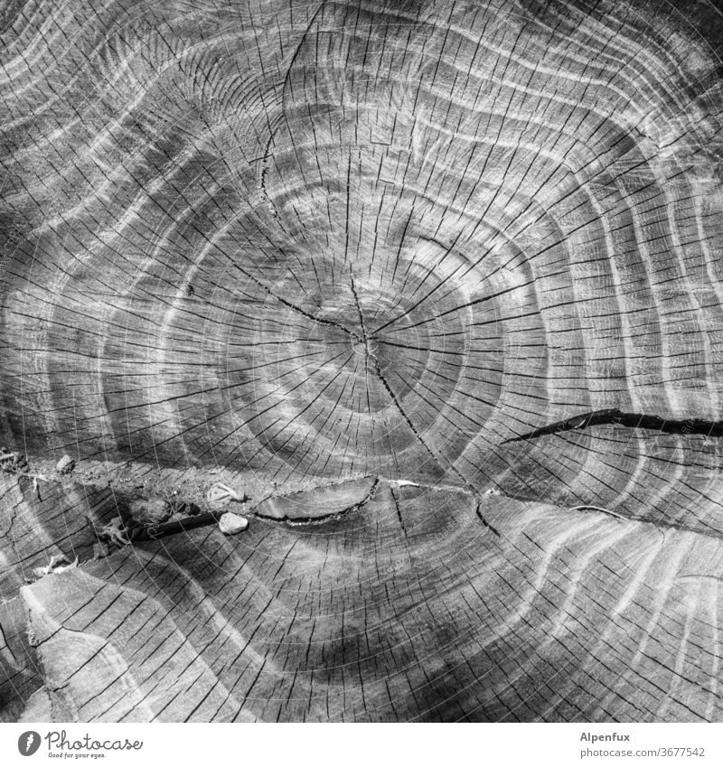 Birthday Calendar Annual ring Tree trunk wood Exterior shot tree Nature Deserted Structures and shapes Environment Close-up Brown Pattern Detail Forest Forestry