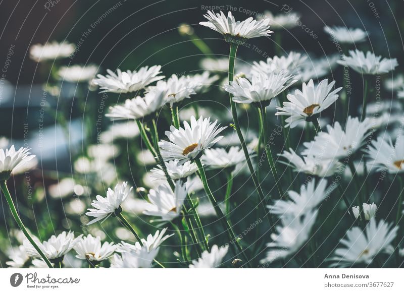 White camomiles daisy flowers chamomile garden fresh closeup background plant blossom nature white floral outdoor green herbal landscapes meadow