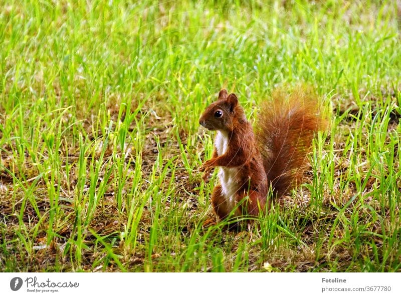 A small squirrel observes its surroundings very carefully Squirrel young animal Animal Nature Cute Colour photo 1 Wild animal Exterior shot Deserted Day Brown