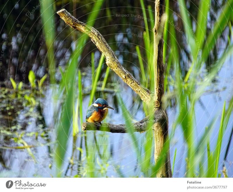 Mr Fischer, Mr Fischer, how deep is the water? - the little iceman sits on a branch and observes the underwater world. He waits for a tasty fish kingfisher