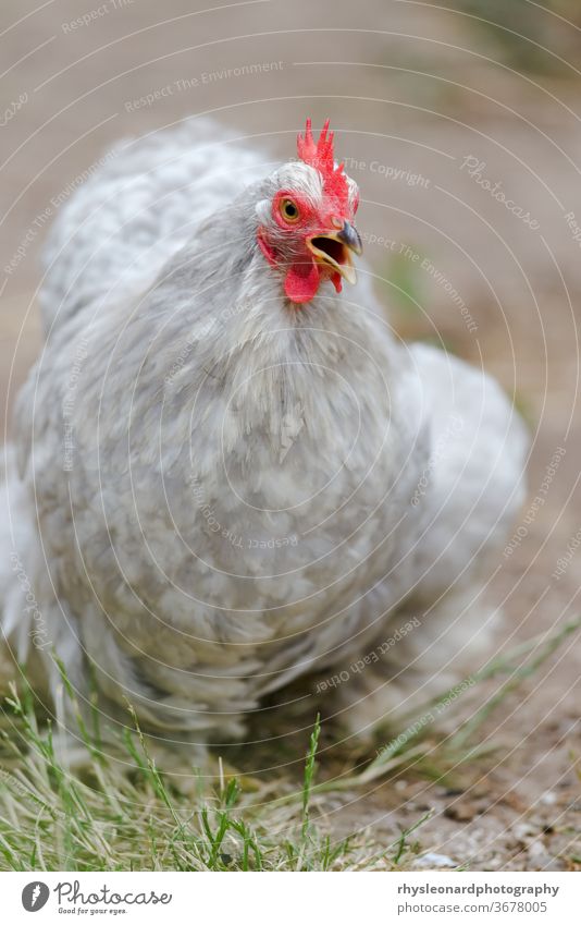 2 - Vertical portrait image of grey peking bantam squawking and clucking as it walks towards the camera. chicken red face bright pet pure bred breed eye small