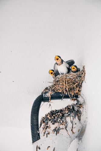 Young birds chirping as their mother returns Bird Nest young animal Animal Nature Baby animal Animal portrait Environment Chick Wild animal Cute Beak Korea