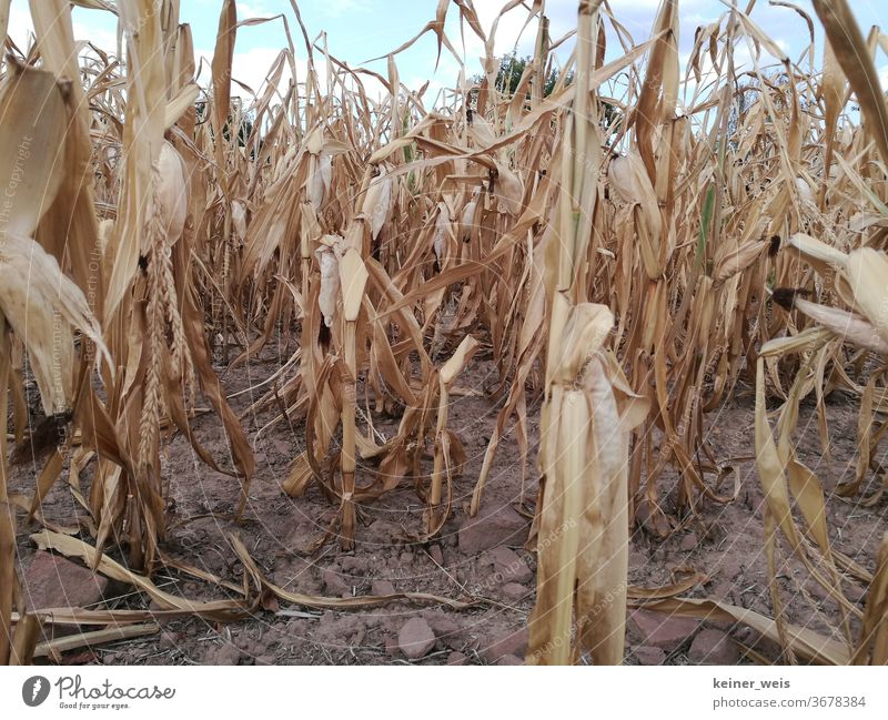 Withered cornfield in the heat summer - drought prevails in the country Maize field Field Drought ardor aridity heat wave crop failure Agriculture Harvest