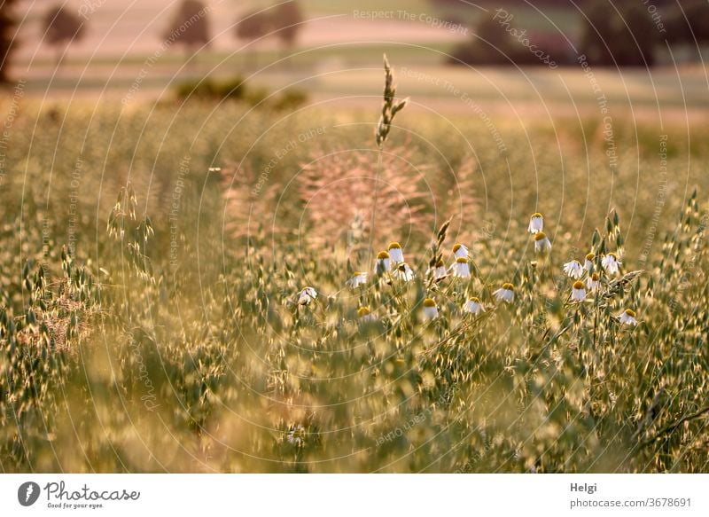 Evening sun - grain field with oats, chamomile and grasses in the evening light Grain field Cornfield Oats Chamomile huts Back-light Sunlight Moody evening mood