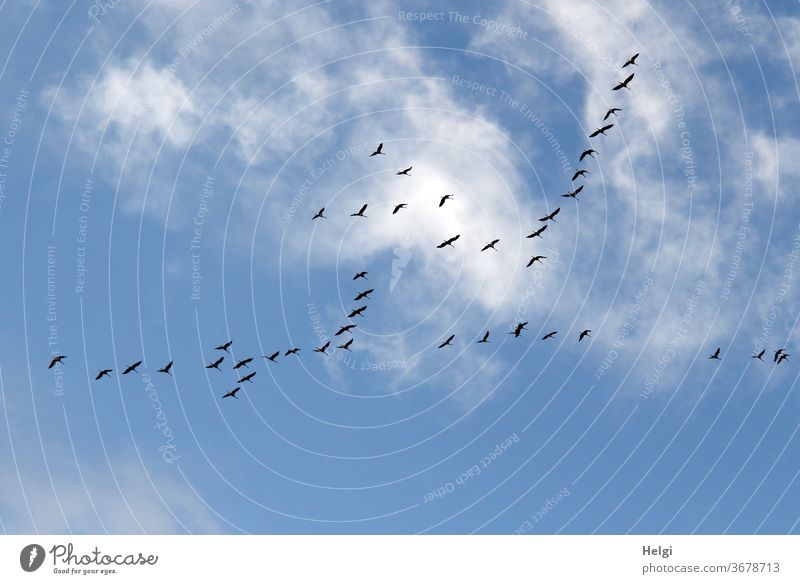 many cranes fly in front of blue sky with clouds | anticipation Cranes birds Many Migratory bird bird migration Sky Clouds Flying Flock Exterior shot Nature