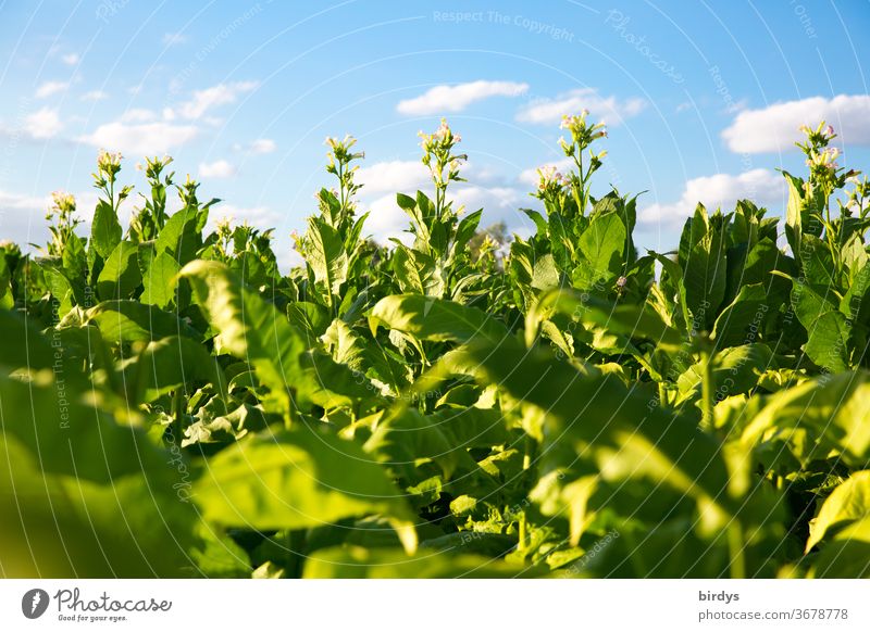 Tobacco field, tobacco cultivation in the surroundings of Mannheim Tobacco plants Agriculture Tobacco cultivation Germany Beautiful weather Blue sky