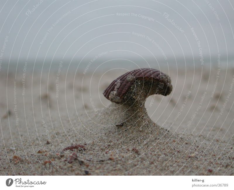 Mussel in the wind Ocean Beach Helmet Sanddrift Wind