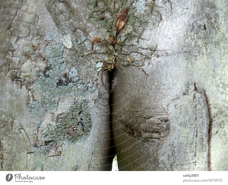 naked tree... bark Gray natural Nature Naked scars Body Figure Model Old shape Slim Bottom buttocks violation
