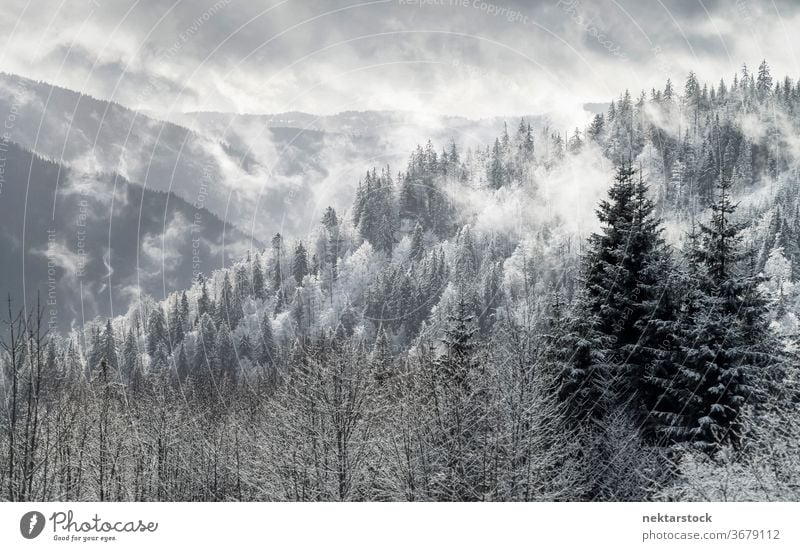 Pine Forest Winter Panorama in Black Forest Mountain Range snow mist cloud mountain pine panorama sky white grey winter pine forest Germany landscape