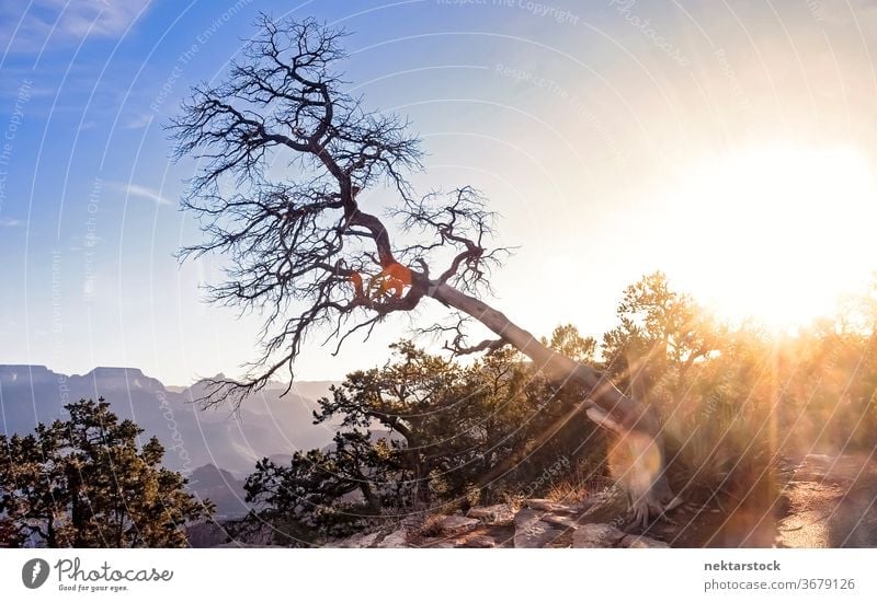 Inclined Tree over the Grand Canyon inclined sun grand canyon lens flare sunrise landscape sky flora no people nobody beauty in nature bare tree branch summer