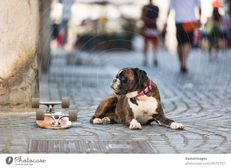 Beautiful german boxer dog wearing red collar, lying outdoors on the street guarding his owner's skateboard animal portrait domestic brown purebred pet adorable