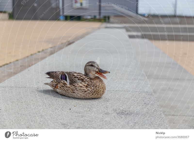 sitting duck with open beak on concrete steps - looking into the camera Duck Beak plumage Duck birds Animal portrait Plumed Nature feminine Deserted Wild animal