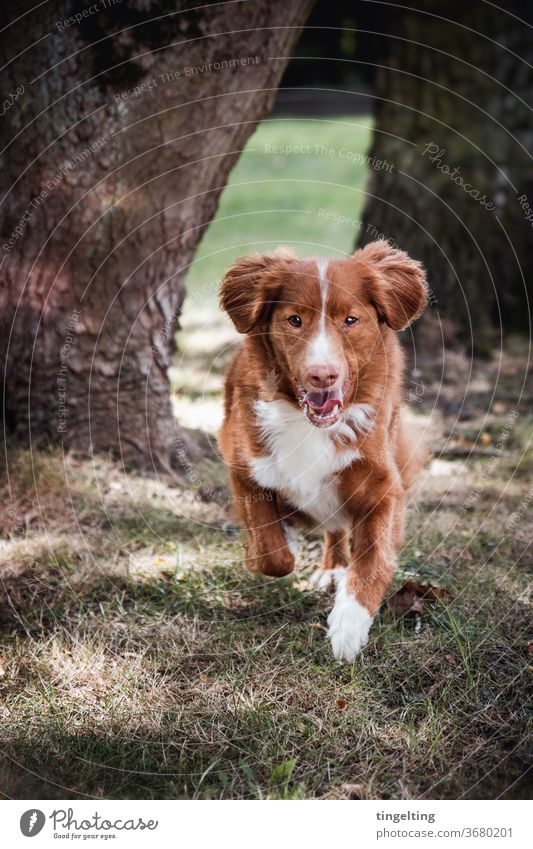 Nova Scotia Duck Tolling Retriever running portrait Animal portrait Dog Walking Running Forest huts Meadow fortunate Looking into the camera Copy Space top