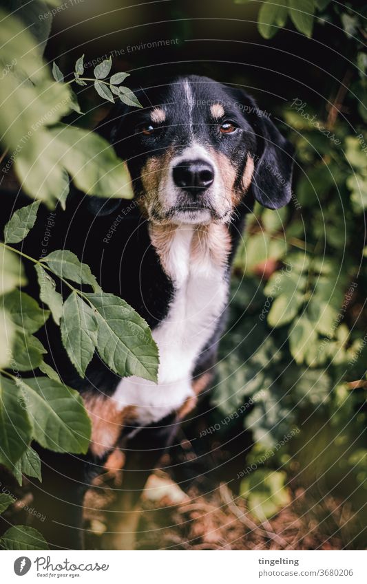 Appenzeller Mountain Dog in the forest Appenzell Mountain Dog Pet Forest huts leaves portrait Animal portrait Be confident Sweet well-behaved green Black