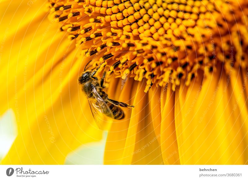 anticyclical SUNDAY Nectar Honey Pollen Animal Sunflower Close-up Meadow pretty Landscape Garden Bumble bee Bee Flying Grand piano Blossom leave Environment