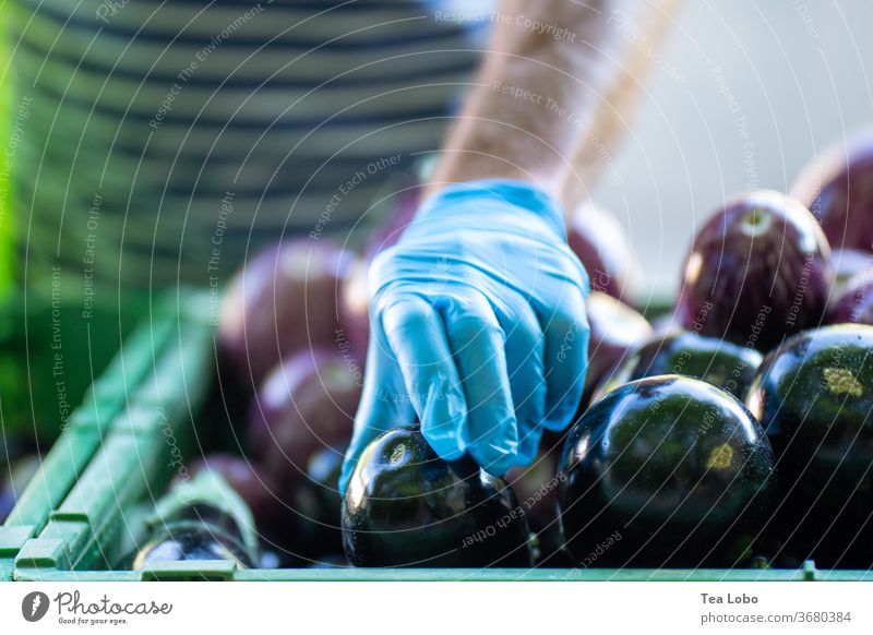 Gloved hand picking aubergines Gloves pandemic Markets Organic produce summer green market healthy fresh caution hygiene Food Fresh Nutrition Vegetable