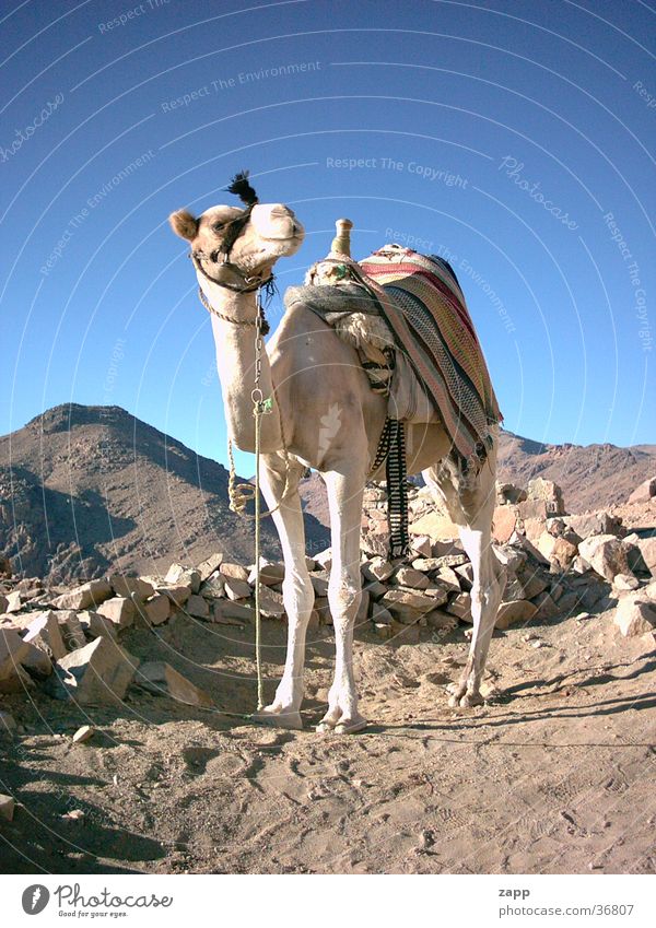 camel Egypt Camel Transport Blue mosesberg Desert Stone