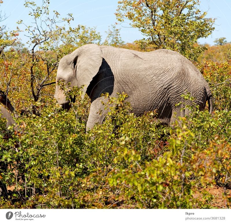 in South Africa nature reserve for wildlife and elephants Elephant Box joint African animal world Safari Nature Mammal Wild great Animal tree Grass Trunk