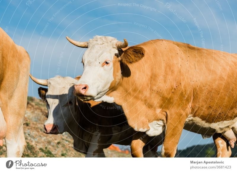 Close-up of brown and white cows animal animals beef cattle country countryside cute dairy day domestic environment europe farm farming farmland field grass