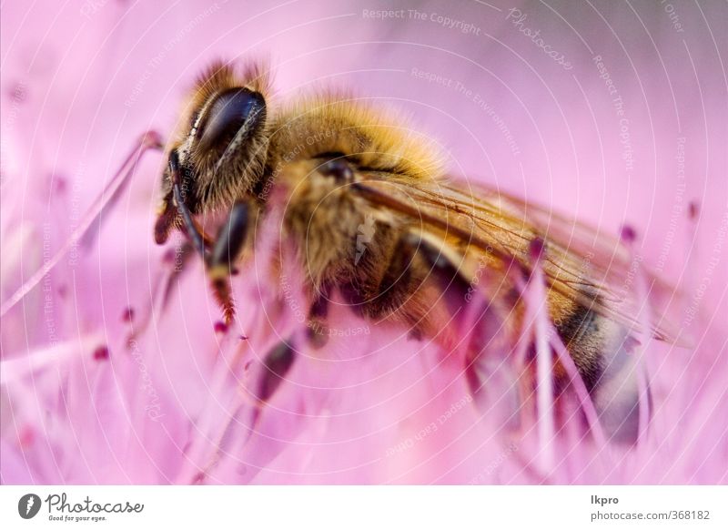 little bee in the pink flower Nature Flower Bee Paw Line Listening Wild Brown Yellow Gray Pink Red Black White Abdomen Pollen wing pistil Close-up