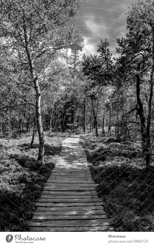 b/w photography black moor, light and shadow Bog Light Shadow boardwalk Bright Exterior shot Landscape Deserted Contrast Forest tree Calm conceit