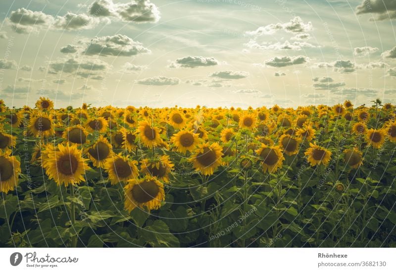 Sunflower field at sunset Sunset Nature Landscape Colour photo Exterior shot Environment Deserted Twilight Summer flowers Field Yellow Agricultural crop