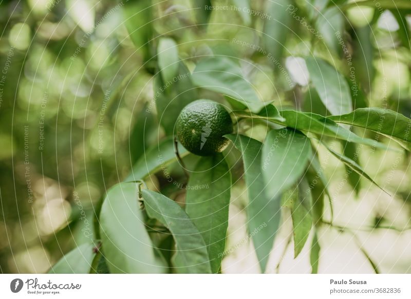 Unripe Orange on the tree unripe Orange tree citrus Citrus fruits citrus fruit Fruit Fruity Close-up Vitamin C Colour photo Juice Yellow Nutrition