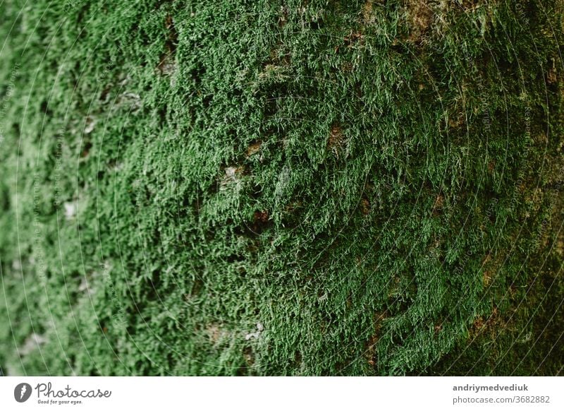 Close up of green moss on wood in the rainy season,selective focus,environment concept,copy space. Green bark on tree trunk close-up. Moss grows heavily on the bark of this tree