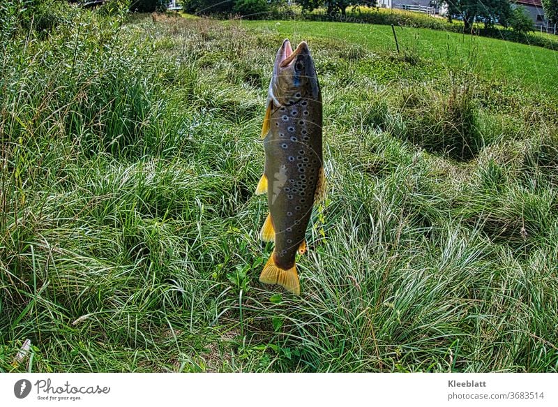 Closeup of brown trout fish, net, fishing rod, set by river Stock