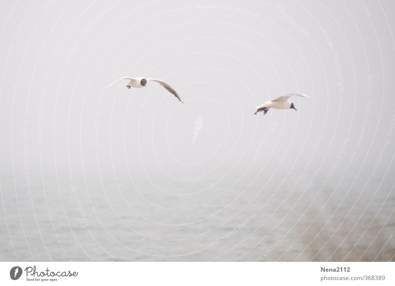 Fly in fog Environment Nature Landscape Animal Air Water Sky Clouds Horizon Bad weather Fog Rain North Sea Baltic Sea Ocean Bird Wing 2 Flying Gray Seagull