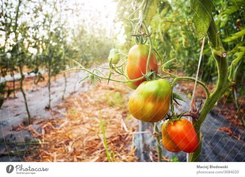 Ripening organic tomatoes in a greenhouse against the sun. vegetable farm ripen agriculture food horticulture growth fresh glasshouse nature healthy gardening