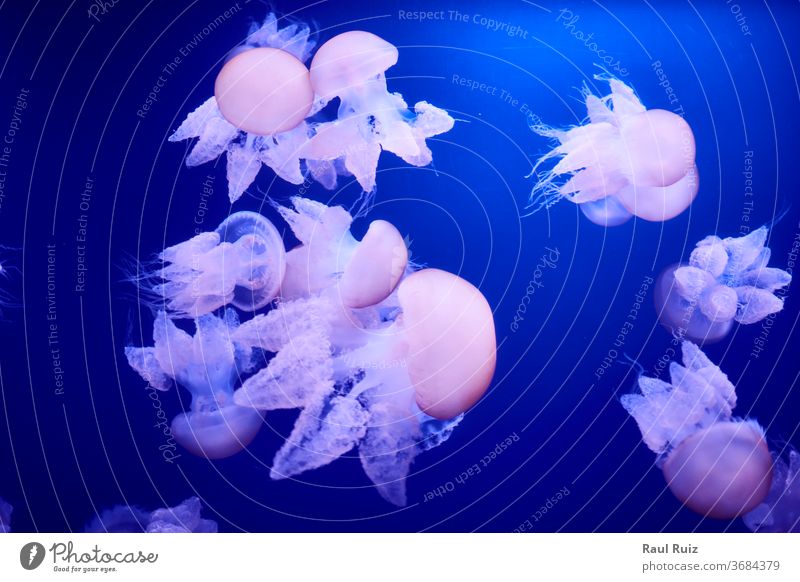 Group of white jellyfish floating in the ocean black medusa aquatic swim dangerous exotic peaceful zoo wildlife tropics poison sting risk aqualung animal