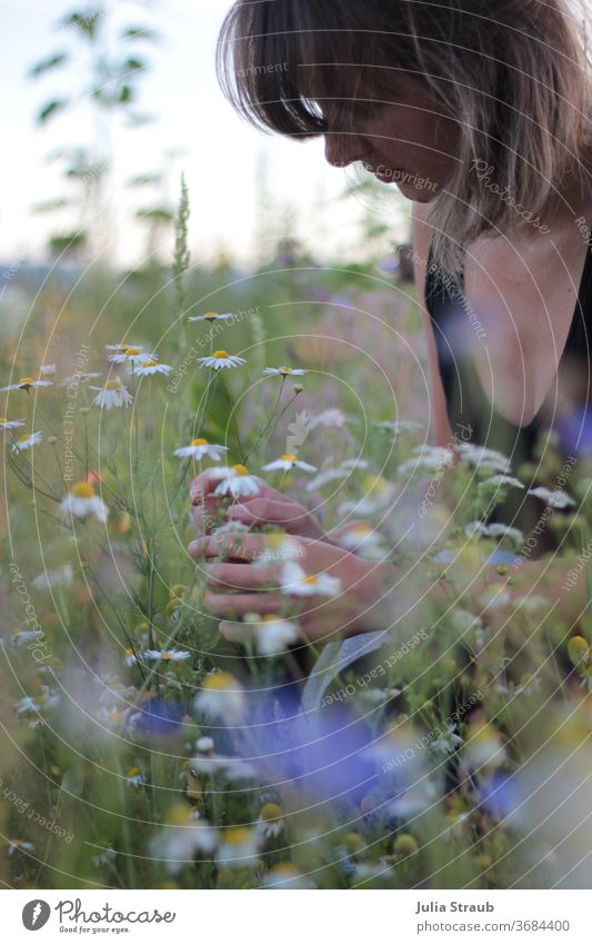 Young woman kneels in the flower field and picks camomile blossoms Woman fringe hairstyle Short haircut Summer Summery Flower meadow flowers wild flowers