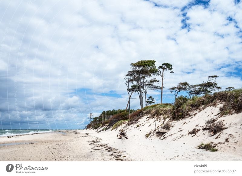 The west beach on the Fischland-Darß Western Beach Coast Baltic Sea fischland-darß Baltic coast Ocean tree Forest huts coastal forest Sky Clouds Blue
