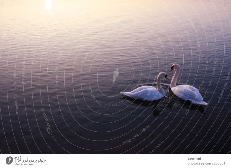 swan lake Water Sunrise Sunset Swan Pair of animals Observe To enjoy Swimming & Bathing Wait Esthetic Free Together Beautiful Kitsch Clean Blue Violet