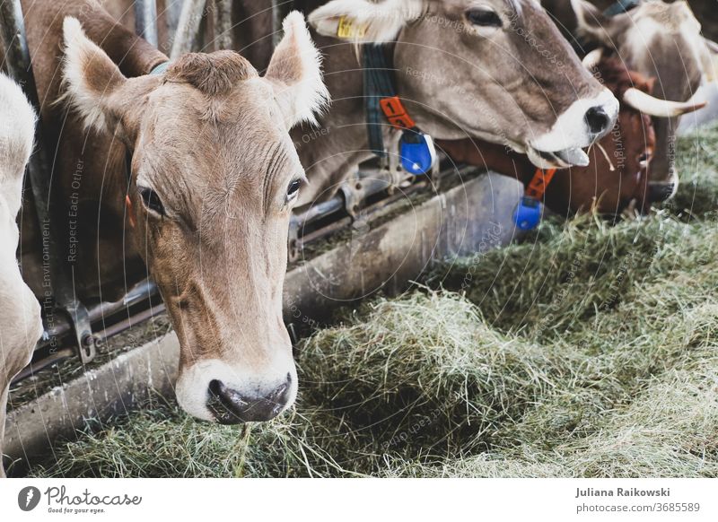 Cows in the barn during feeding Calf chill Animal Exterior shot Farm animal Brown Day Cattle horns Pelt Animal portrait Grass Nature Looking into the camera