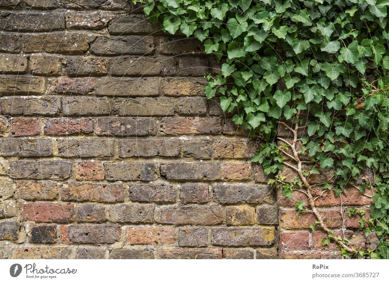 Brick wall with ivy. masonry Ivy plants Weathered Stone Natural stone Stone wall Wall (building) rampart Manmade structures Architecture texture