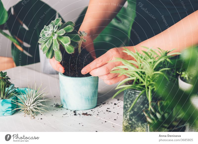 Woman is planting succulent plant in the new planter pot monstera woman interior house gardening diy cacti hands marble effect Houseplant Succulent Plant
