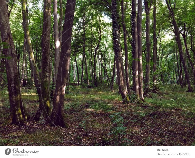 I think I'm standing in the woods. Forest forest soils Nature green Plant Environment tree Forest walk Clearing Forest death Forest atmosphere Tree trunk