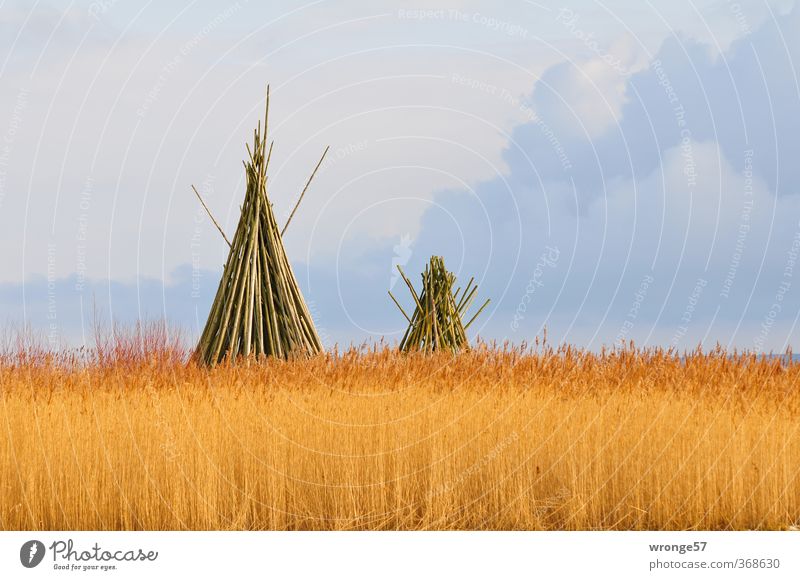 Tipis from Darss Plant Clouds Beautiful weather Agricultural crop Wild plant Common Reed Marsh grass Coast Boddenlandscape NP Brown Multicoloured Gray Wood