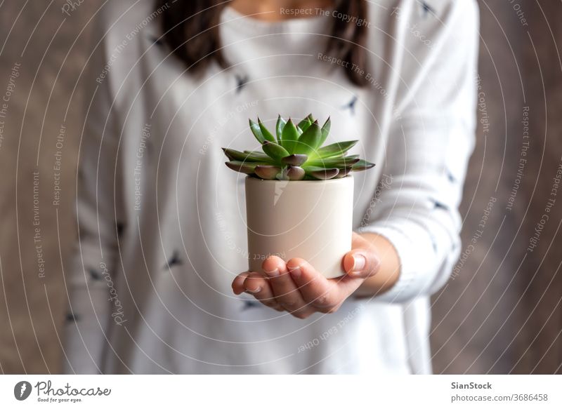 Woman holding succulent plant pot flower woman hands florist gift floral white show indoor Succulent. background person female bloom botanical flowers green