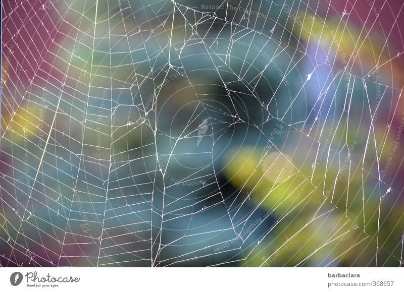 Crosswise, the spider's stitches. Nature Plant Animal Tree Garden Window Spider's web Build Multicoloured White Esthetic Bizarre Colour Network Senses