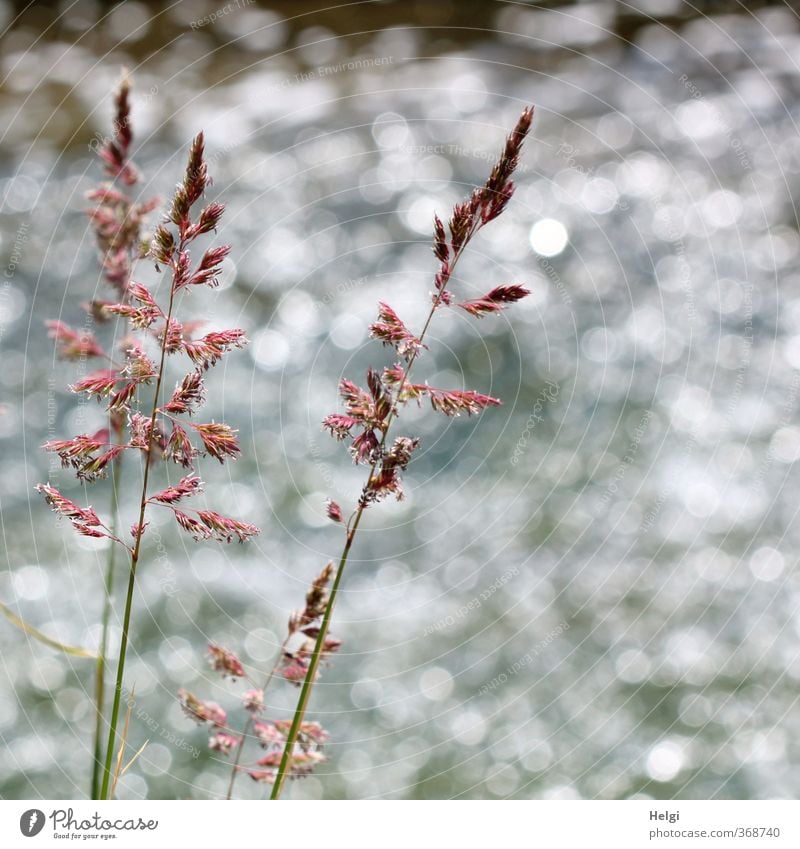 riverine Environment Nature Plant Summer Beautiful weather Grass Wild plant River bank Blossoming Glittering Growth Esthetic Exceptional Simple Long Natural