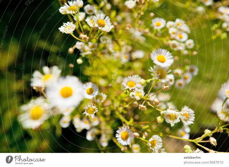 Little flowers. blossom bleed Relaxation holidays Garden allotment Garden allotments Deserted Nature Plant tranquillity Garden plot Summer trunk shrub