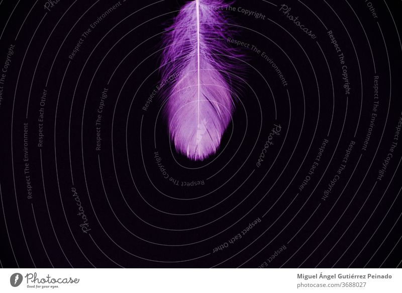 Purple feather isolated on a black background - perfect for wallpaper Feather Isolated Nature Colour photo Bird Pink Wallpaper Beautiful Conceptual design