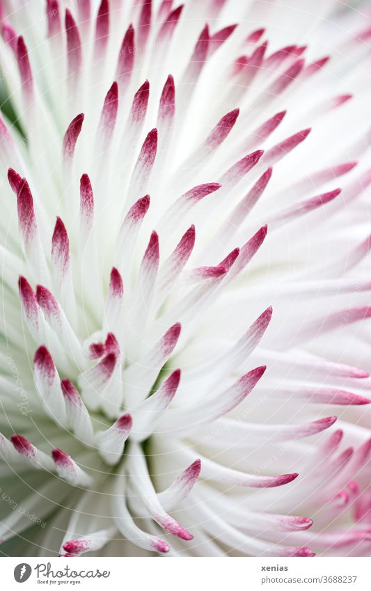 Macro shot: white daisy with pink tips Daisy Bellis bleed White Pink flowers Thousand Beautiful Macro (Extreme close-up) Blossoming Shallow depth of field