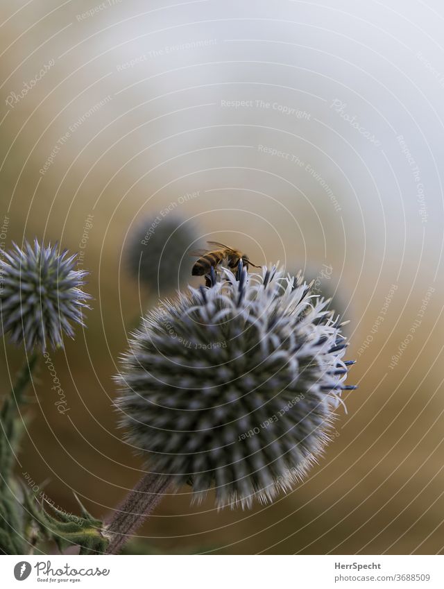Thistle flower with bee Nature Bee Thistle blossom Macro (Extreme close-up) Plant Blossom Animal Deserted Close-up Shallow depth of field Copy Space top Insect